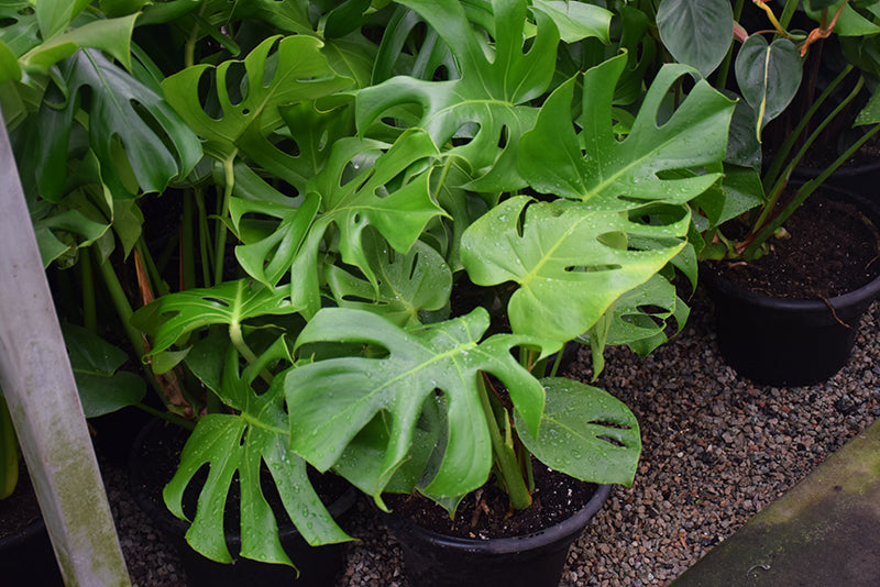 Monstera adansonii