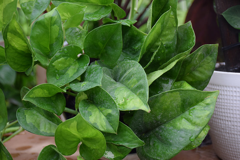 Epipremnum aureum 'Golden'