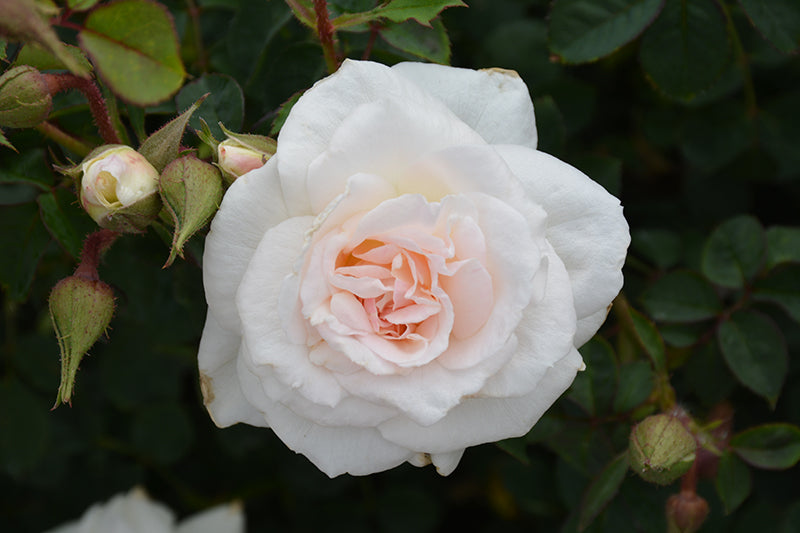 Rosa 'New Dawn'