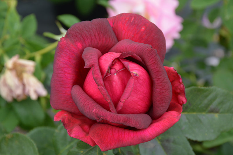 Rosa 'Oklahoma'