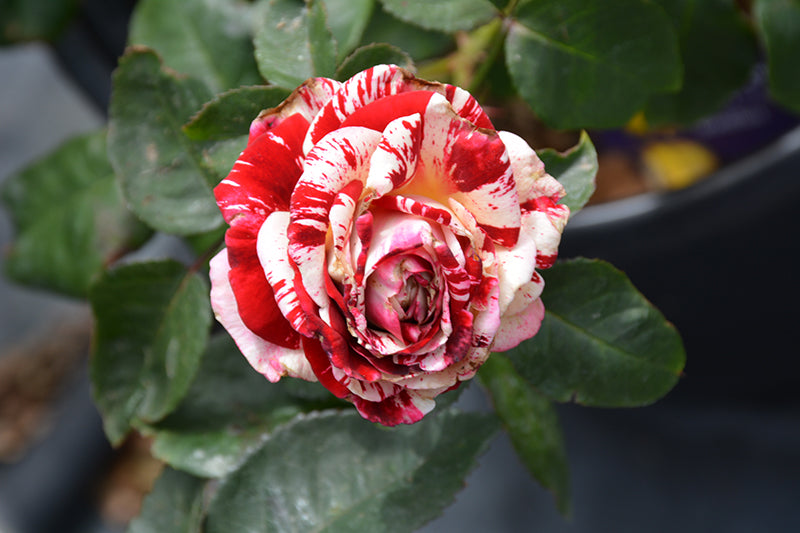 Rosa 'Rock & Roll'