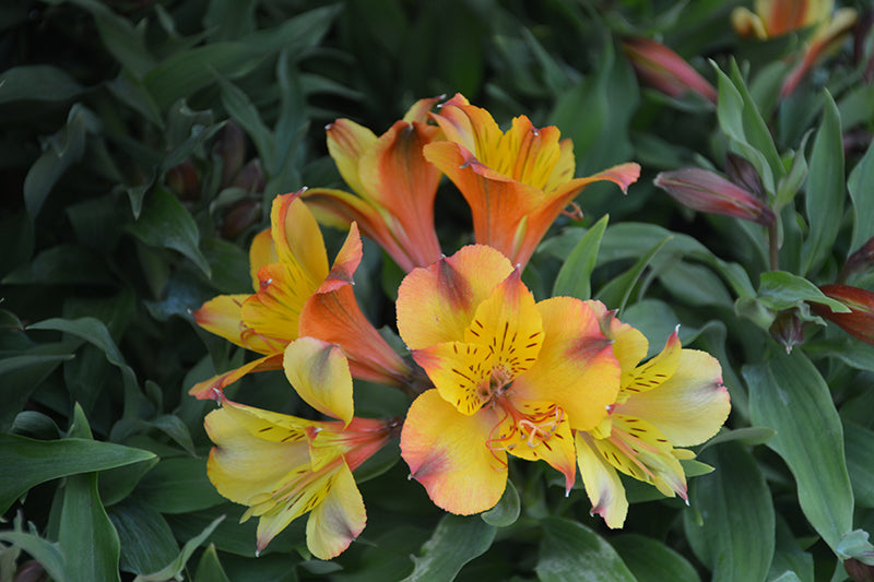 Alstroemeria 'Colorita Lisa'