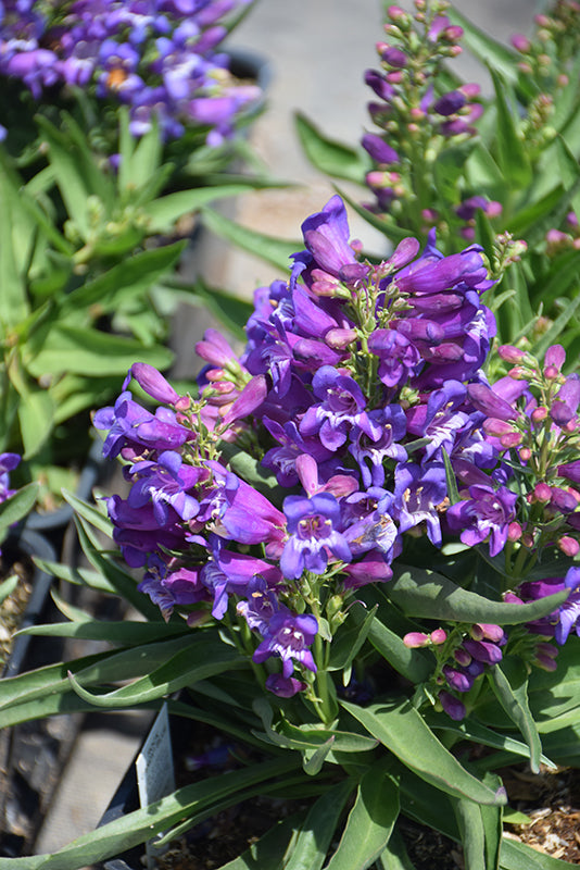 Penstemon hybrida 'Rock Candy Blue'