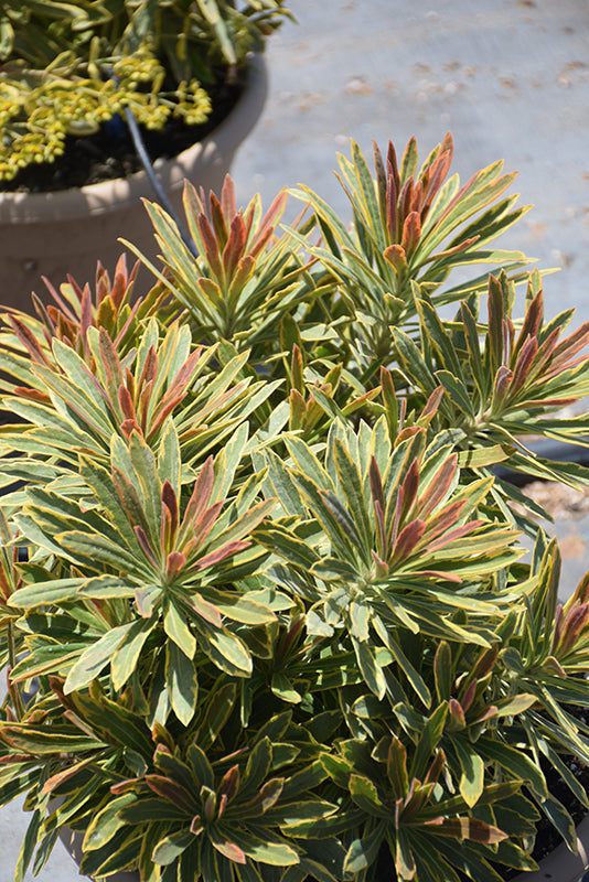 Euphorbia 'Ascot Rainbow'