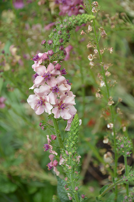 Verbascum 'Lavender Lass'