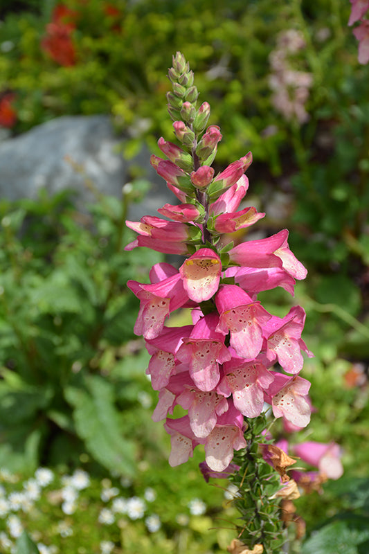 Digiplexis 'Berry Canary'