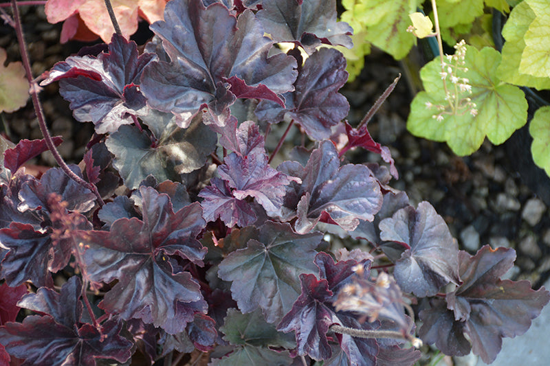 Heuchera 'Obsidian'