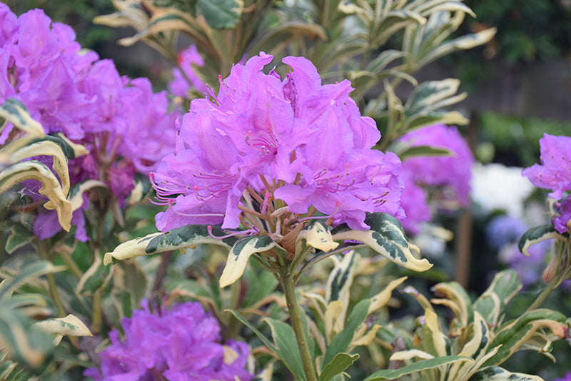 Rhododendron 'Ponticum Variegatum'