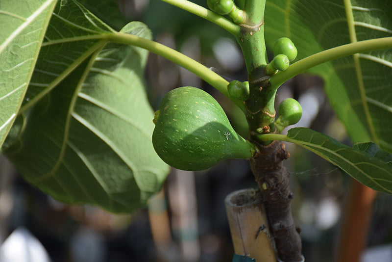 Fig - Ficus carica 'Peter's Honey'