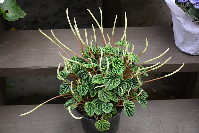 Peperomia caperata