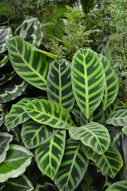 Calathea zebrina