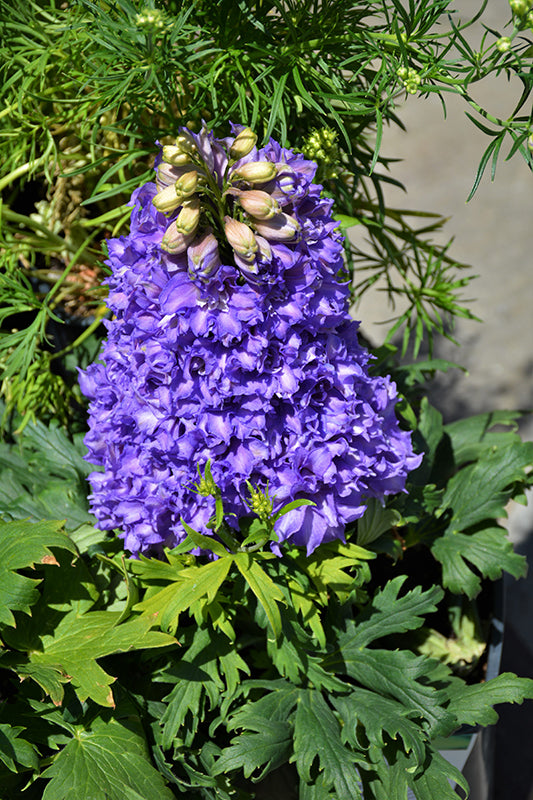 Delphinium 'Breezin'