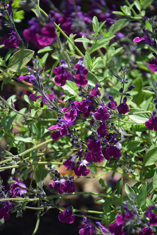 Salvia greggii 'Amethyst Lips'