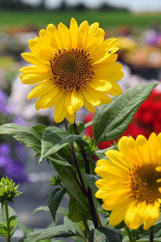 Helianthus 'Suncatcher'