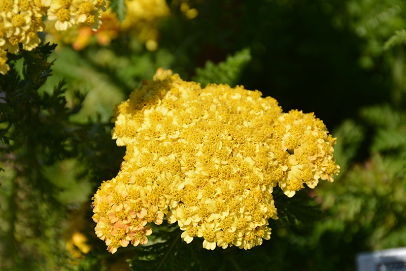 Achillea 'Skysail Yellow'