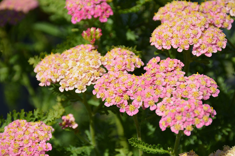 Achillea millefolium 'Skysail Bright Pink'
