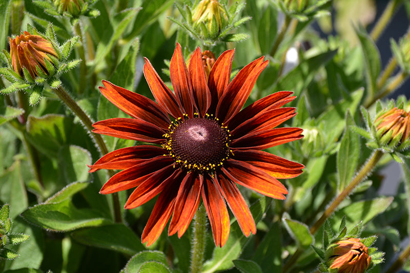 Rudbeckia sunbeckia 'Sarah'