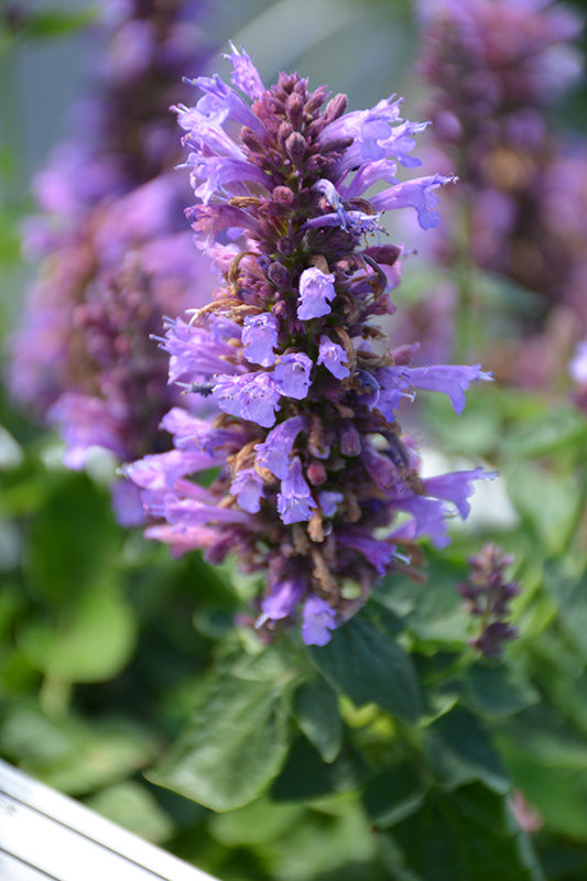Agastache 'Poquito Dark Blue'