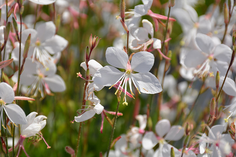 Gaura 'Steffi White'