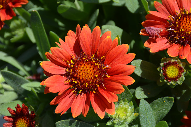 Gaillardia 'Gusto Sweet Chili'