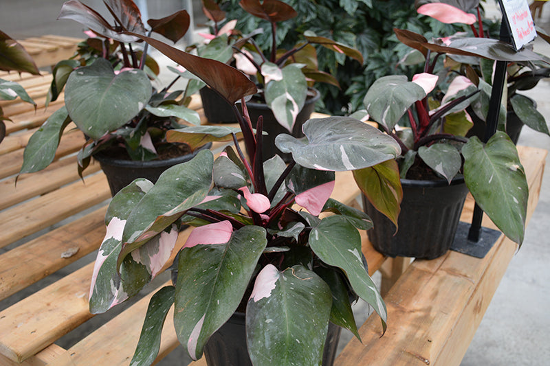 Philodendron 'Pink Princess'