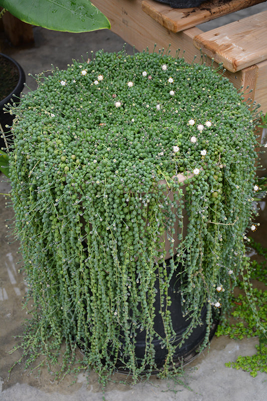 Senecio rowleyanus