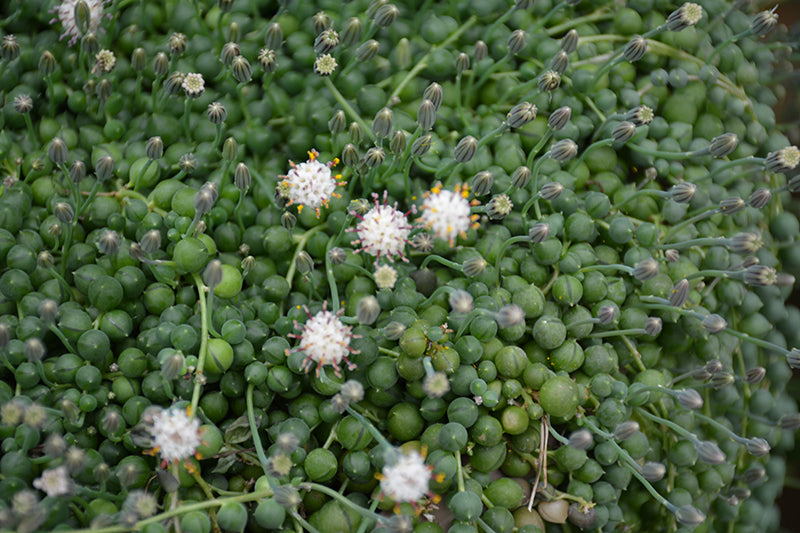 Senecio herreianus