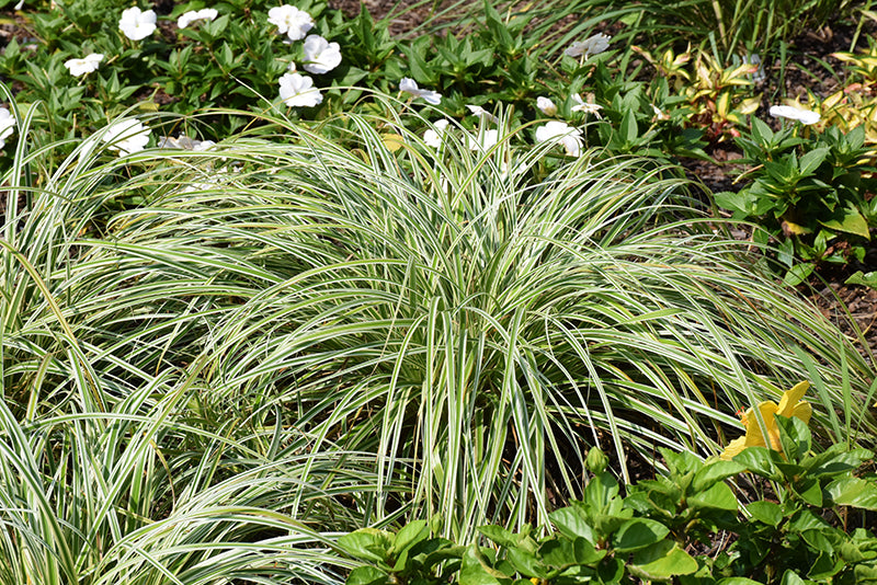 Carex 'Feather Falls'