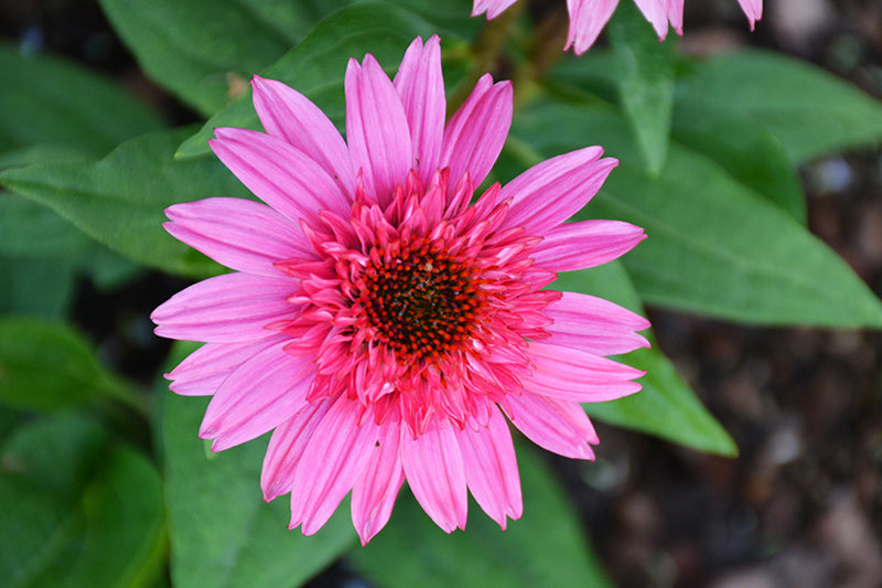 Echinacea 'Dbl Scoop Deluxe Watermelon'