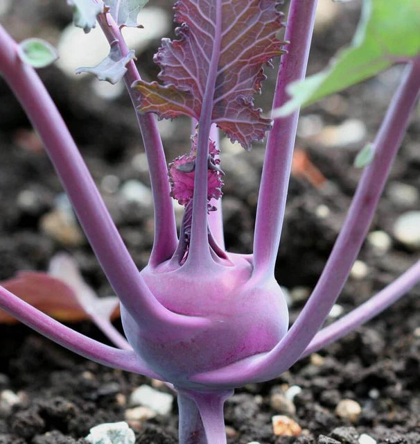 Kohlrabi - Kolibri  (Coated)