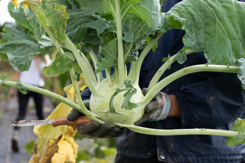 Kohlrabi - Superschmelz - Organic