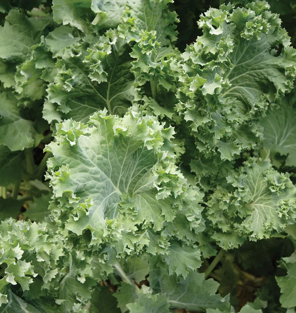 Kale - Improved Siberian
