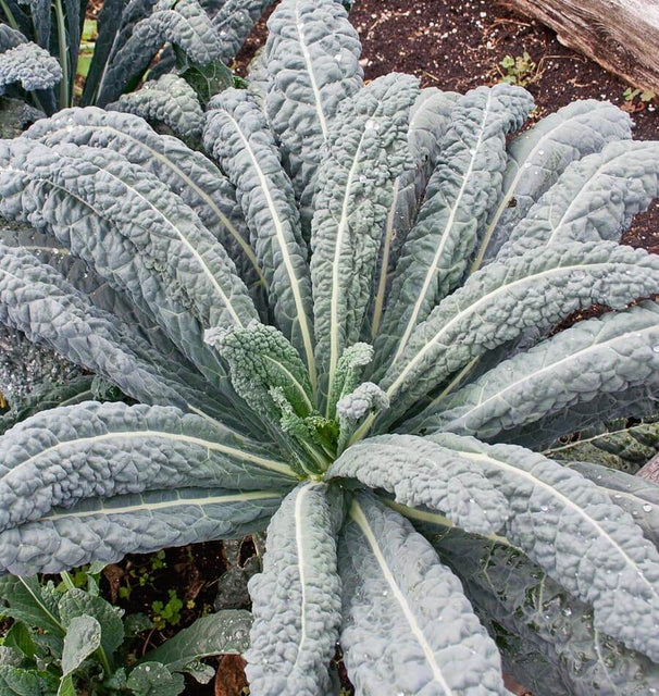 Kale - Lacinato