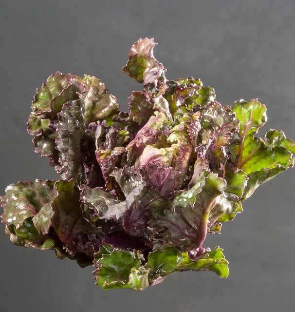 Kale - Snowdrop F1 Kalette