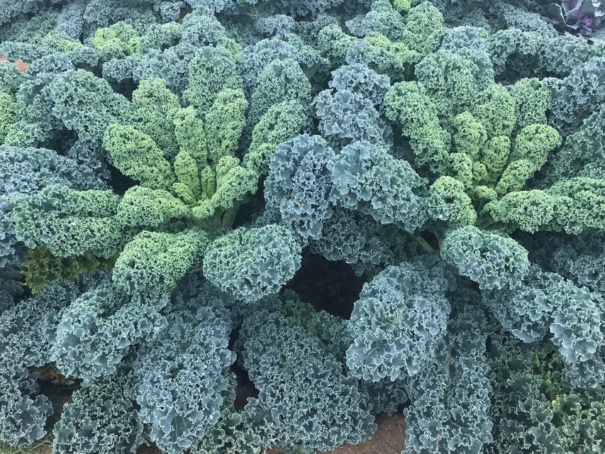 Kale - Arun F1 Organic