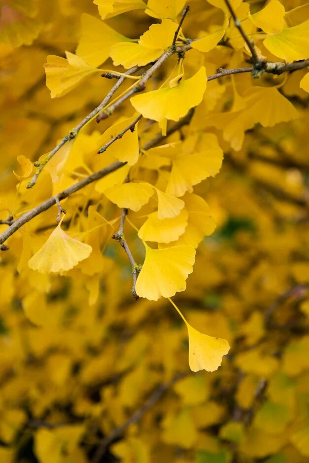 Ginkgo biloba 'Fastigiata Blagon'