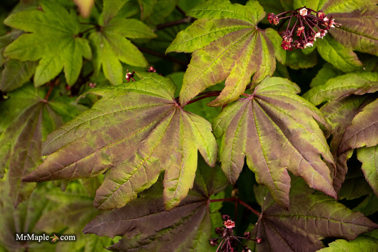 Acer circinatum 'Kisetsu Dore'