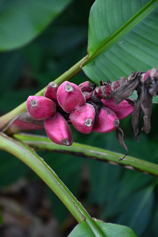 Musa velutina