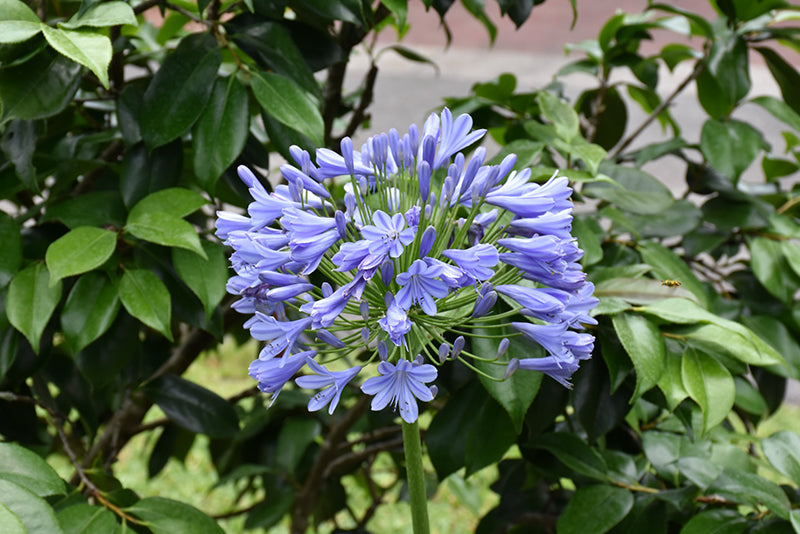 Agapanthus 'Storm Cloud'