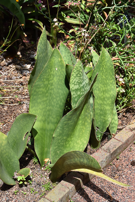 Sansevieria masoniana