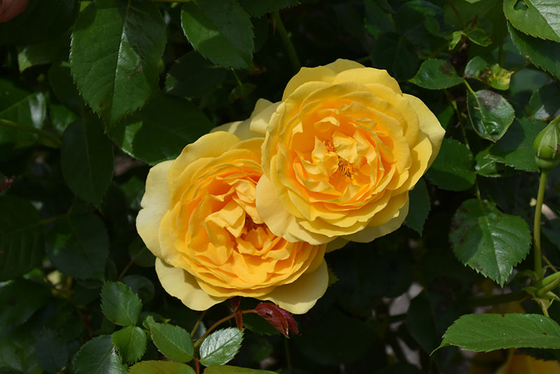 Rosa 'Julia Child'