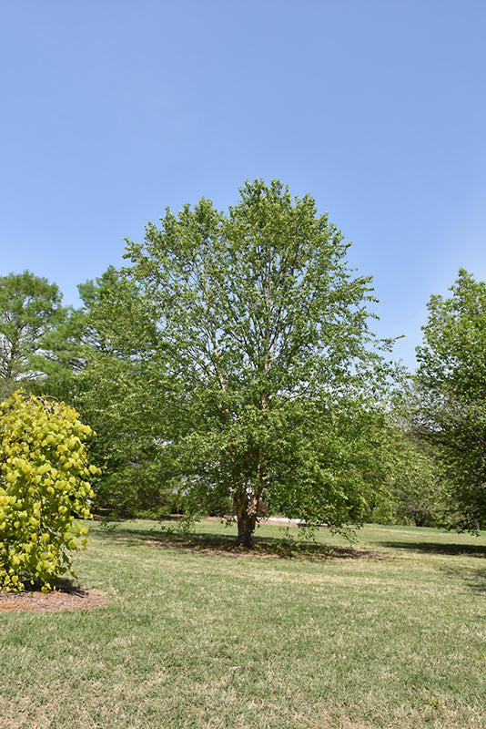 Betula Nigra 'Dura-Heat'
