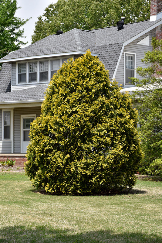 Thuja occidentalis 'Yellow Ribbon'