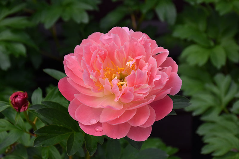 Paeonia 'Pink Hawaiian Coral'