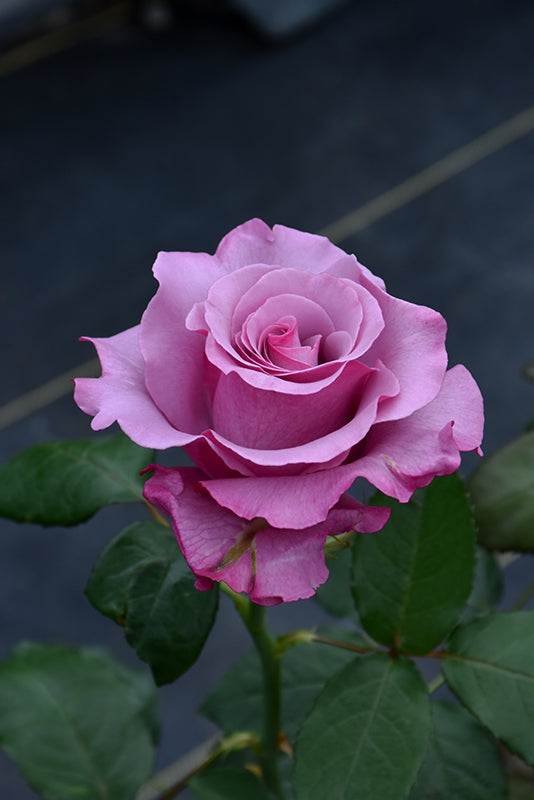 Rosa 'Neptune'