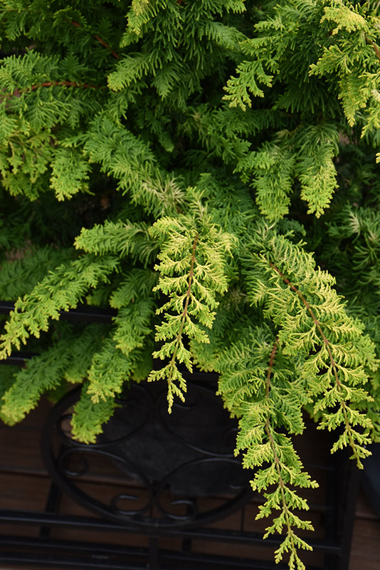 Chamaecyparis obtusa 'Fernspray Gold'