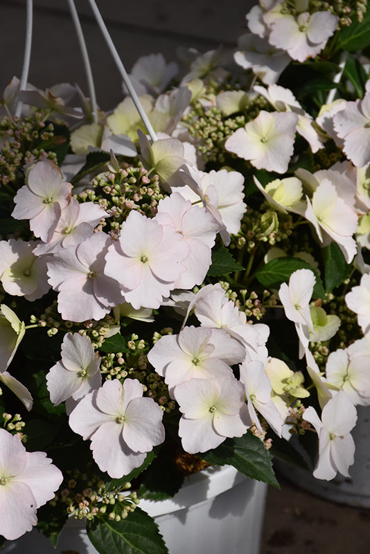 Hydrangea x 'Fairytrail Bride'