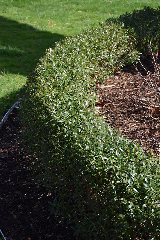 Ilex glabra 'Gem Box'