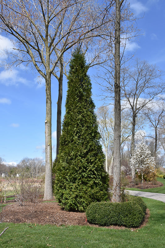 Thuja x 'Steeplechase'