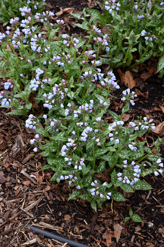 Pulmonaria 'Twinkle Toes'